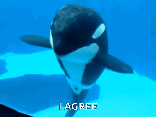 Orca Dancing GIF