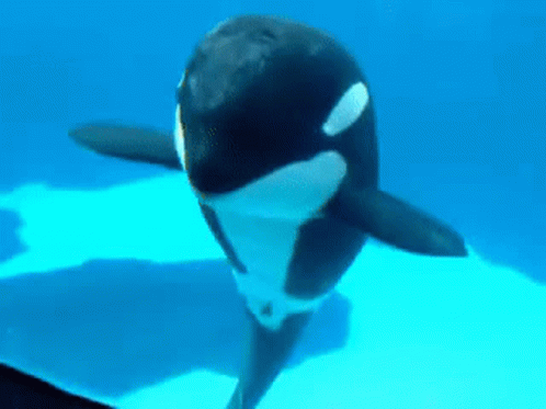 Orca Dancing GIF