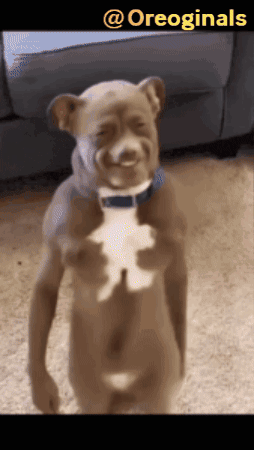 Oreoginals Dancing Dog GIF