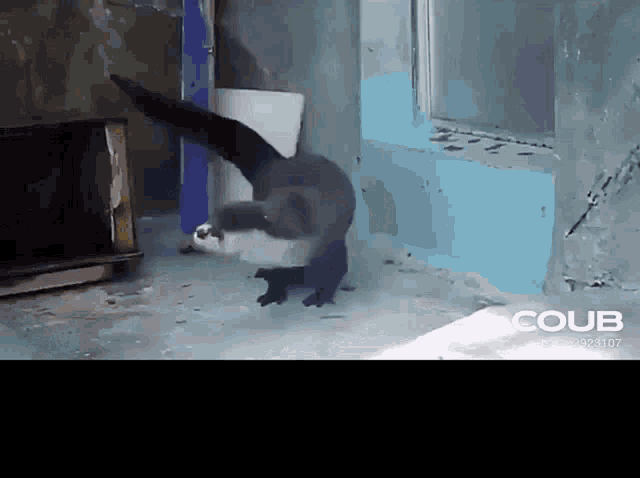 Otter GIF