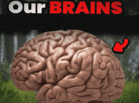 Our Brains Are Shrinking GIF