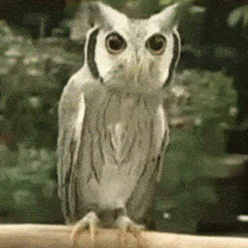 Owl Angry GIF