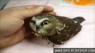 Owl Baby Cuddle GIF