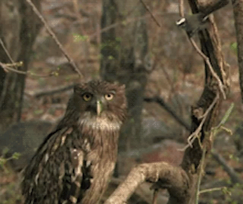 Owl Bird GIF