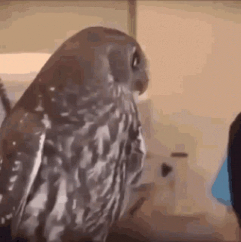 Owl Fact GIF