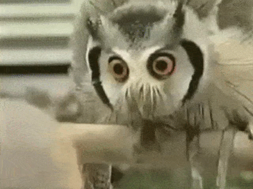 Owl Stare Down GIF