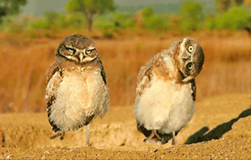 Owl GIF