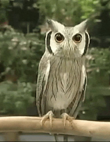 Owl GIF