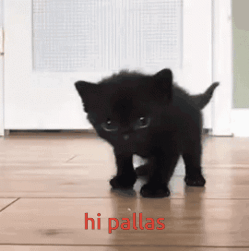 Pallas Black Cat GIF