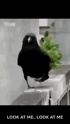 Paloma Flow GIF