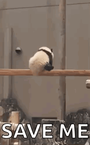 Panda Give Break GIF