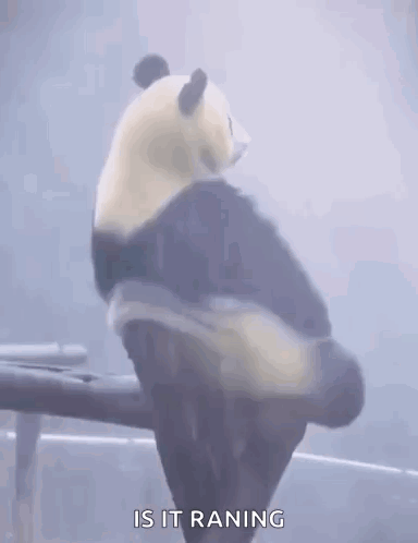 Panda Lonely GIF