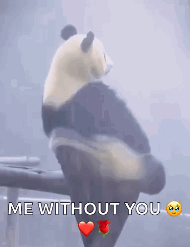 Panda Lonely GIF