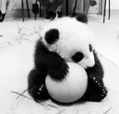 Panda GIF