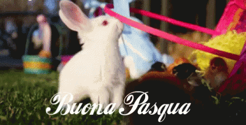 Pasqua Buona Pasqua Uova Di Pasqua 1 Aprile Coniglietto Di Pasqua Coniglio Di Pasqua GIF