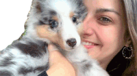 Pastor De Shetland Cachorro Sticker