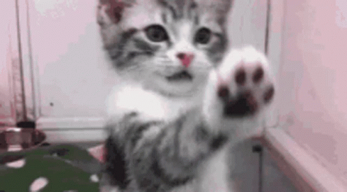 Paws GIF