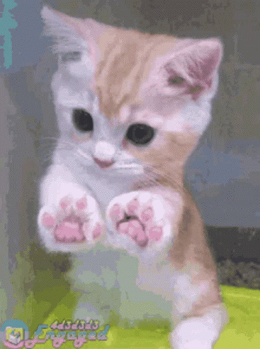 Paws GIF