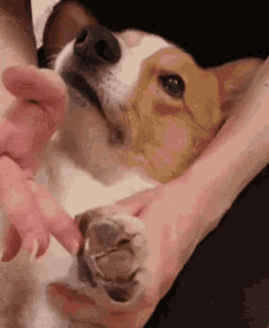 Paws Up GIF