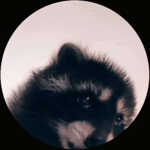 Pedro Racoon GIF
