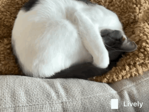 Peekaboo Peek A Boo GIF