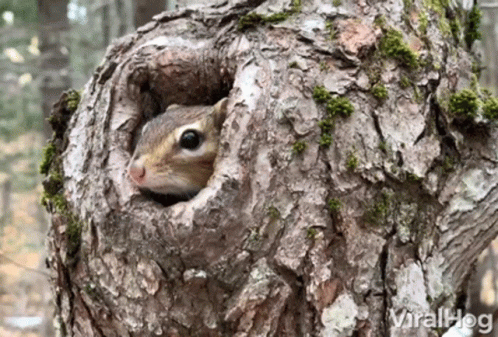 Peeking Squirrel Viralhog GIF