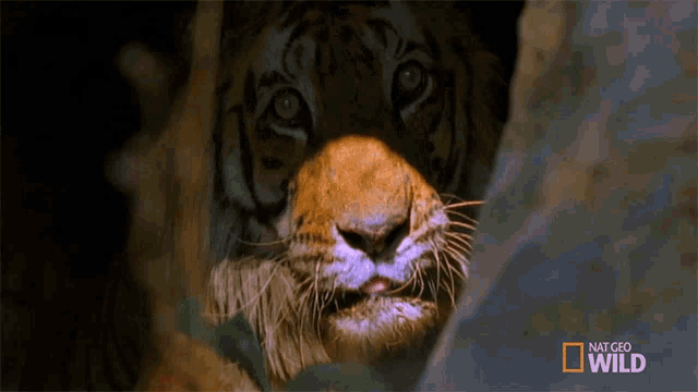 Peeking Tiger Meet The Tiger Family GIF