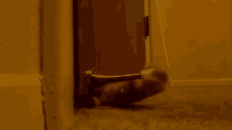 Peep Show Jez Door Stop GIF