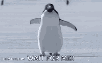 Penguin Omw GIF