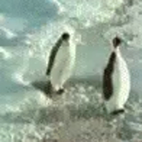 Penguin Penguins GIF