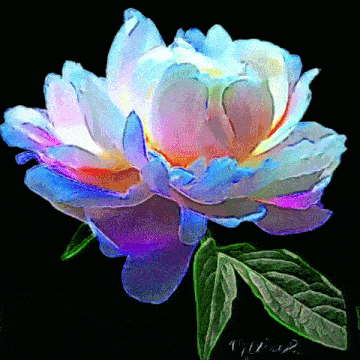 Peony Good Luck GIF