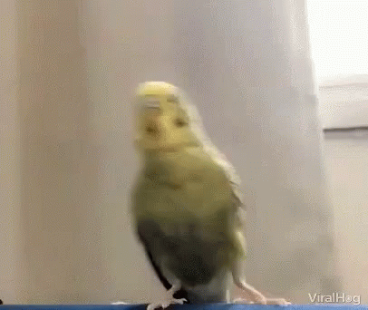 Pericos Move Back GIF