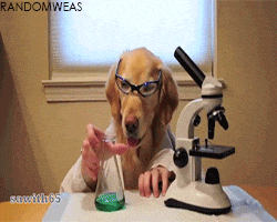 Perro GIF