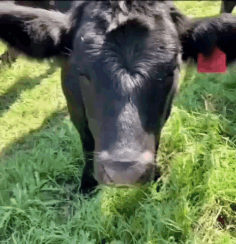 Pet Cow GIF