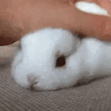 Pet Pet Bunny GIF