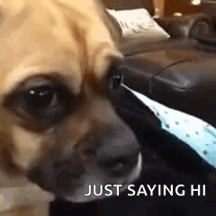 Pet Sad GIF