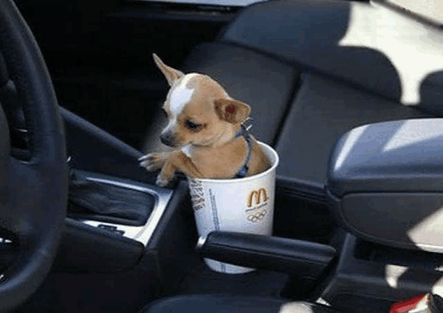 Pets Animals Meme
