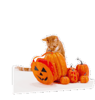 Petsure Cat Sticker