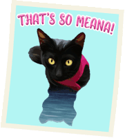Photo Cat Cat Photo Sticker