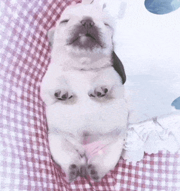 Pibble Kawaii Cute GIF