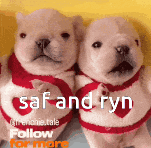 Pibble Safryn GIF
