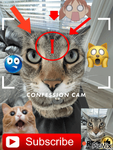 Picmix Funny Cat GIF