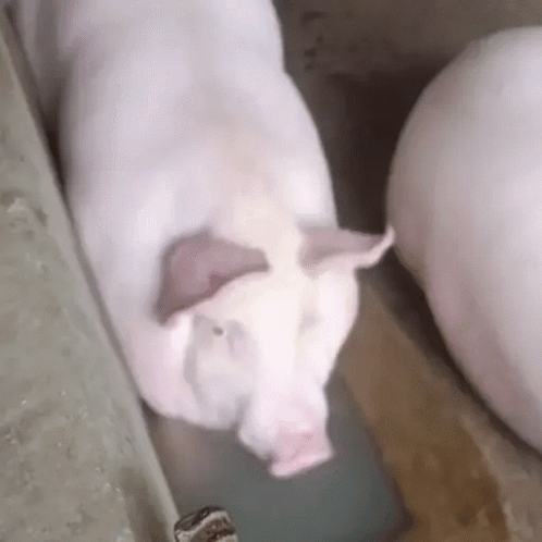 Pig Bubbles GIF