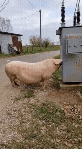 Pig Electric Shock GIF