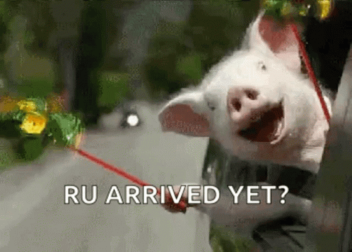 Pig Excited GIF