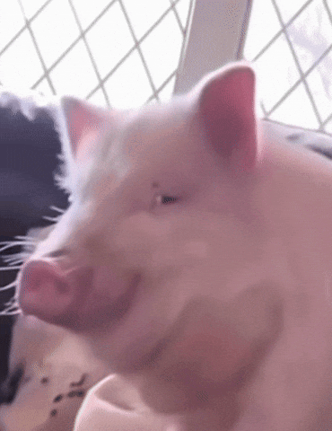 Pig Looking Meme GIF