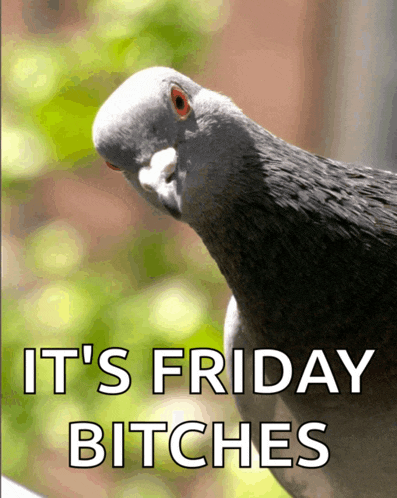 Pigeon Hello Meme