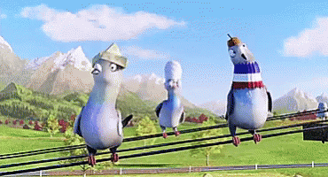 Pigeon Pigeons GIF