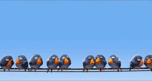 Pigeon GIF
