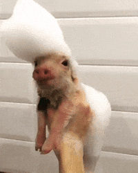 Piggy GIF